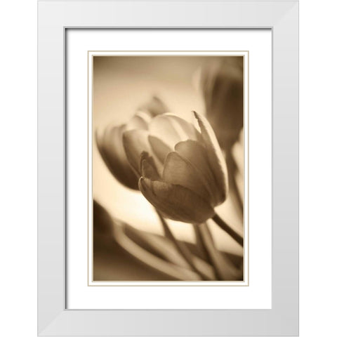 Illuminated Tulips 2 White Modern Wood Framed Art Print with Double Matting by Amber Light Gallery