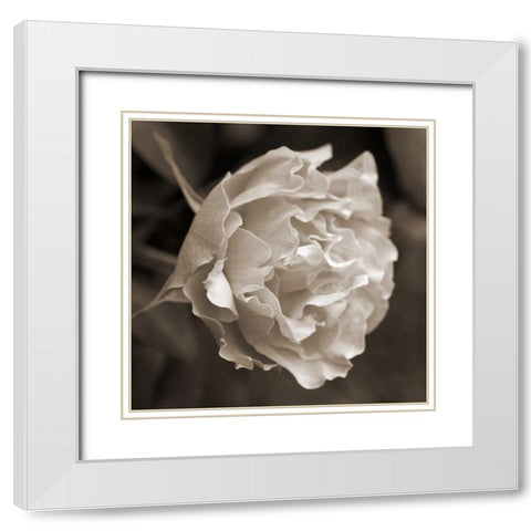 Rose Profile White Modern Wood Framed Art Print with Double Matting by Semenza, Marlana