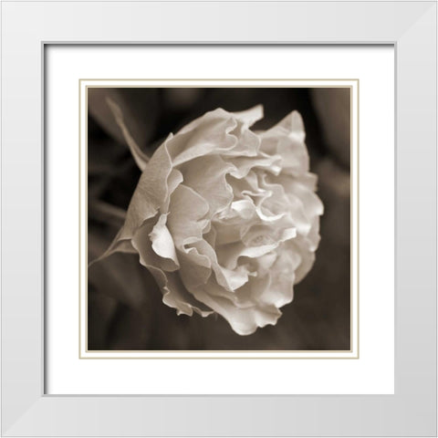 Rose Profile White Modern Wood Framed Art Print with Double Matting by Semenza, Marlana