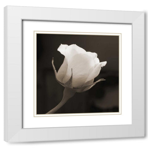 Single Bud White Modern Wood Framed Art Print with Double Matting by Semenza, Marlana