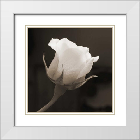 Single Bud White Modern Wood Framed Art Print with Double Matting by Semenza, Marlana
