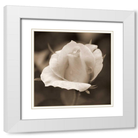 Rose Bud White Modern Wood Framed Art Print with Double Matting by Semenza, Marlana