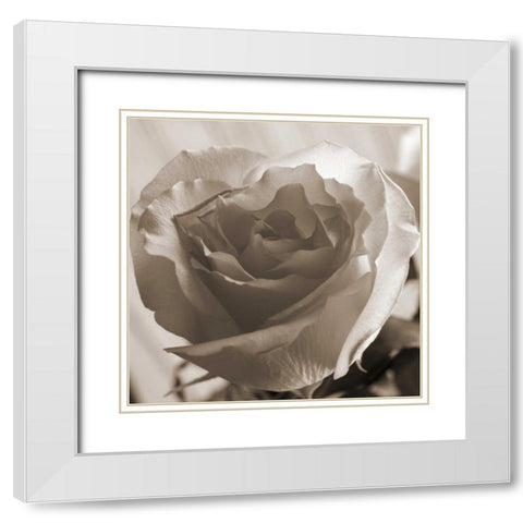 Open Rose White Modern Wood Framed Art Print with Double Matting by Semenza, Marlana