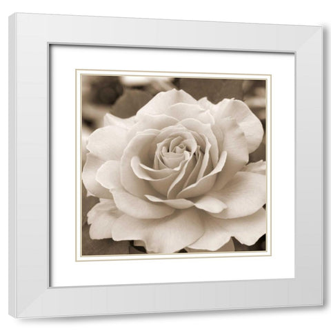 Rose Glory White Modern Wood Framed Art Print with Double Matting by Semenza, Marlana