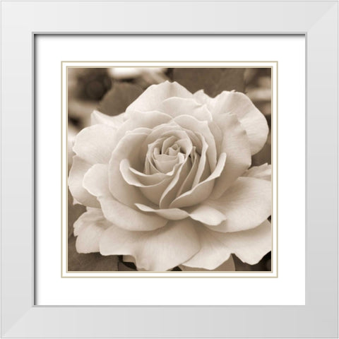 Rose Glory White Modern Wood Framed Art Print with Double Matting by Semenza, Marlana