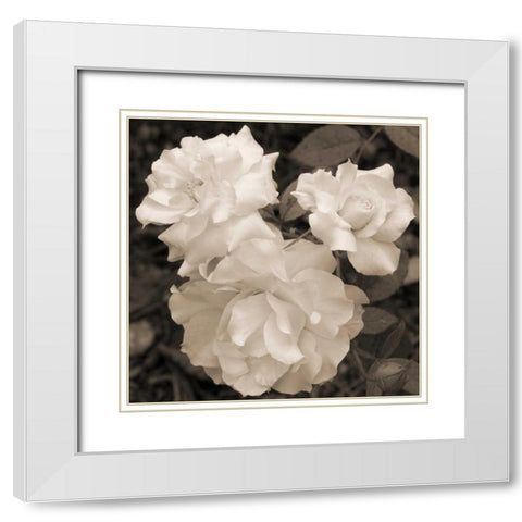 Rose Trio White Modern Wood Framed Art Print with Double Matting by Semenza, Marlana