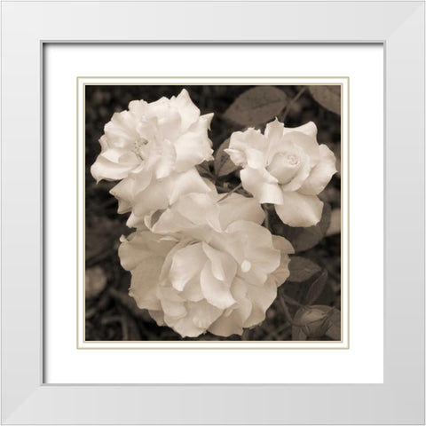 Rose Trio White Modern Wood Framed Art Print with Double Matting by Semenza, Marlana