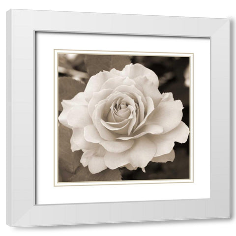 Rose Perfection White Modern Wood Framed Art Print with Double Matting by Semenza, Marlana
