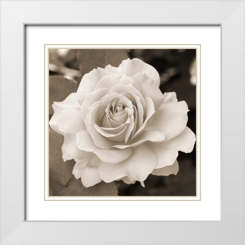 Rose Perfection White Modern Wood Framed Art Print with Double Matting by Semenza, Marlana