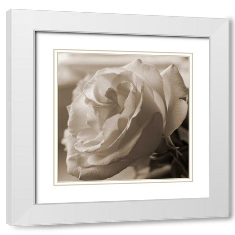 Sepia Rose 1 White Modern Wood Framed Art Print with Double Matting by Semenza, Marlana