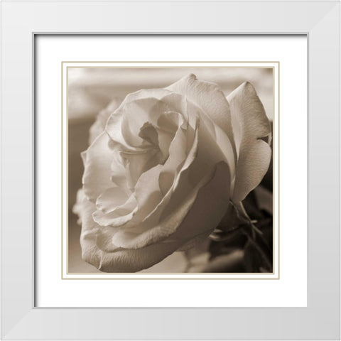Sepia Rose 1 White Modern Wood Framed Art Print with Double Matting by Semenza, Marlana