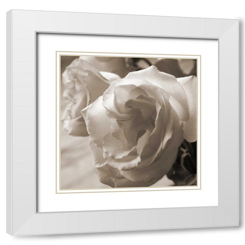 Sepia Rose 2 White Modern Wood Framed Art Print with Double Matting by Semenza, Marlana