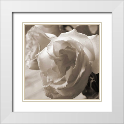 Sepia Rose 2 White Modern Wood Framed Art Print with Double Matting by Semenza, Marlana