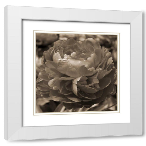 Peony Glory White Modern Wood Framed Art Print with Double Matting by Semenza, Marlana
