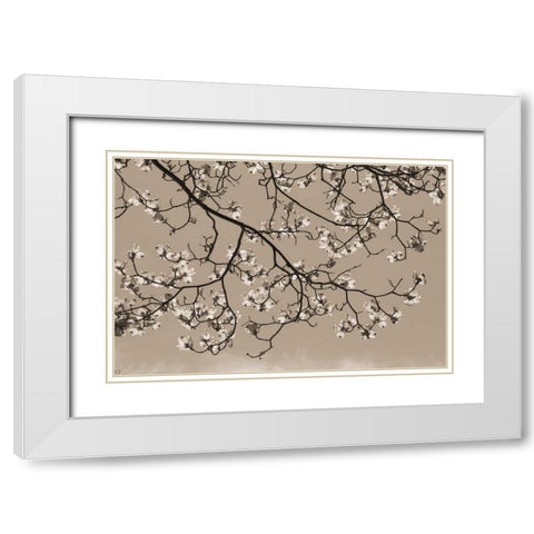 Dogwood Silhouette 1 White Modern Wood Framed Art Print with Double Matting by Semenza, Marlana