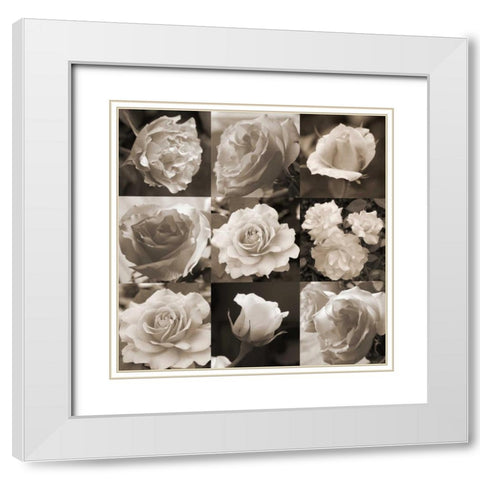 Rose Collection White Modern Wood Framed Art Print with Double Matting by Semenza, Marlana