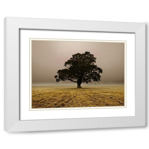 Single Tree in mist and fog White Modern Wood Framed Art Print with Double Matting by Frank, Assaf