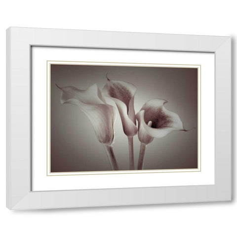 Close-up of three white Calla Lilies, Studio Shot White Modern Wood Framed Art Print with Double Matting by Frank, Assaf
