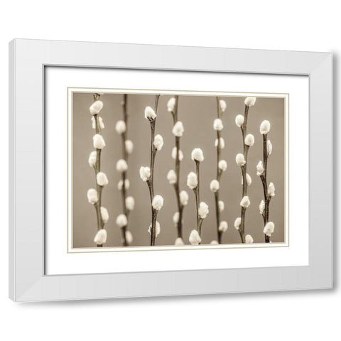 Pussy Willow twigs White Modern Wood Framed Art Print with Double Matting by Frank, Assaf
