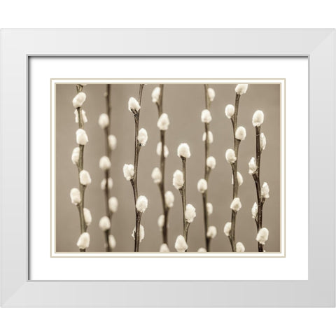 Pussy Willow twigs White Modern Wood Framed Art Print with Double Matting by Frank, Assaf