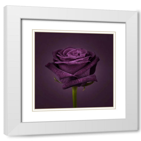 Single rose flower close-up White Modern Wood Framed Art Print with Double Matting by Frank, Assaf
