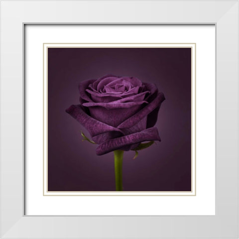Single rose flower close-up White Modern Wood Framed Art Print with Double Matting by Frank, Assaf