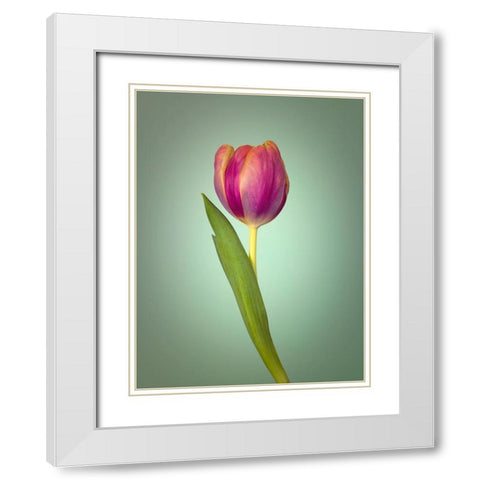 Single Tulip Flower, Side View White Modern Wood Framed Art Print with Double Matting by Frank, Assaf