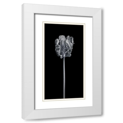 Rcoco tulip-side view White Modern Wood Framed Art Print with Double Matting by Frank, Assaf