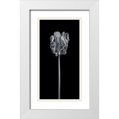 Rcoco tulip-side view White Modern Wood Framed Art Print with Double Matting by Frank, Assaf