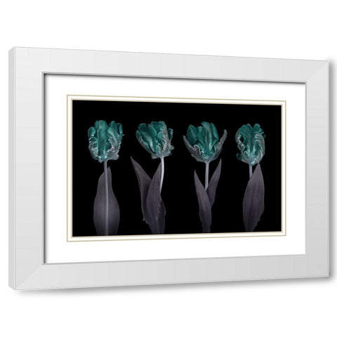 Rococo Tulips White Modern Wood Framed Art Print with Double Matting by Frank, Assaf