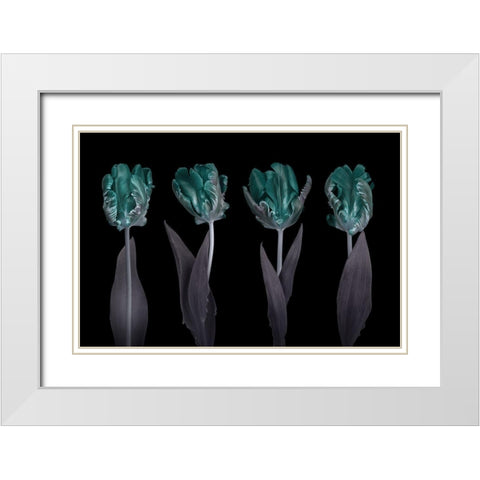 Rococo Tulips White Modern Wood Framed Art Print with Double Matting by Frank, Assaf
