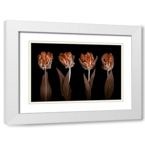 Rococo Tulips White Modern Wood Framed Art Print with Double Matting by Frank, Assaf