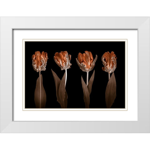 Rococo Tulips White Modern Wood Framed Art Print with Double Matting by Frank, Assaf