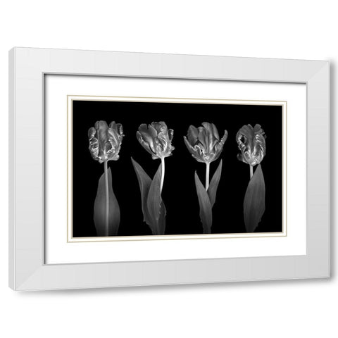 Rococo Tulips White Modern Wood Framed Art Print with Double Matting by Frank, Assaf