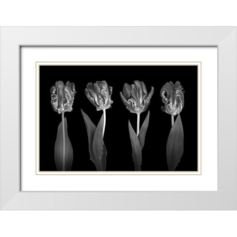 Rococo Tulips White Modern Wood Framed Art Print with Double Matting by Frank, Assaf