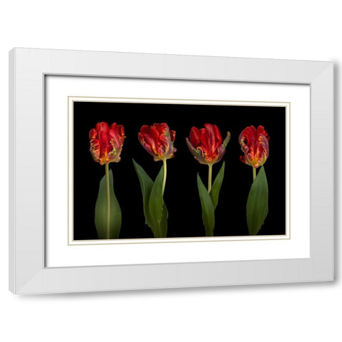 Rococo Tulips White Modern Wood Framed Art Print with Double Matting by Frank, Assaf