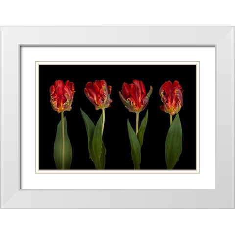Rococo Tulips White Modern Wood Framed Art Print with Double Matting by Frank, Assaf