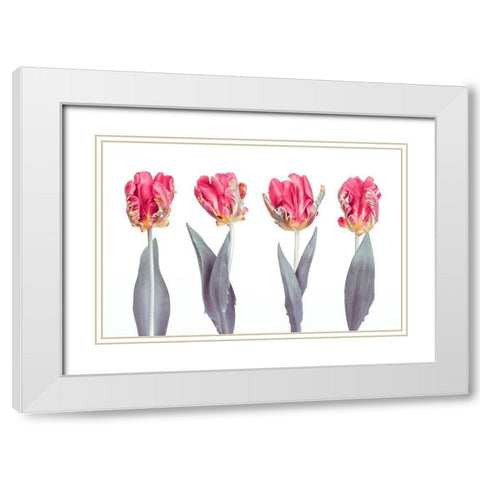 Rococo Tulips White Modern Wood Framed Art Print with Double Matting by Frank, Assaf