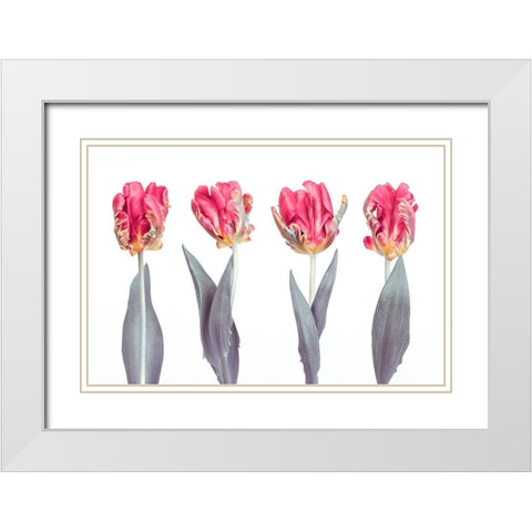 Rococo Tulips White Modern Wood Framed Art Print with Double Matting by Frank, Assaf