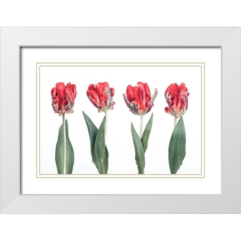 Rococo Tulips White Modern Wood Framed Art Print with Double Matting by Frank, Assaf