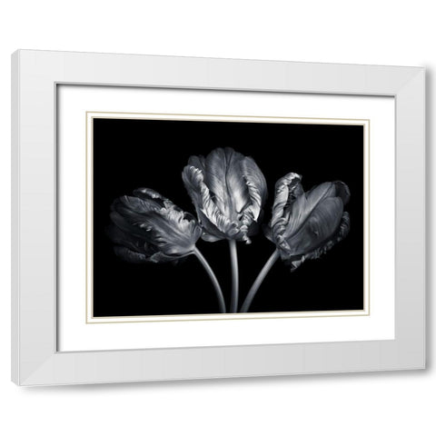 Rococo tulips White Modern Wood Framed Art Print with Double Matting by Frank, Assaf