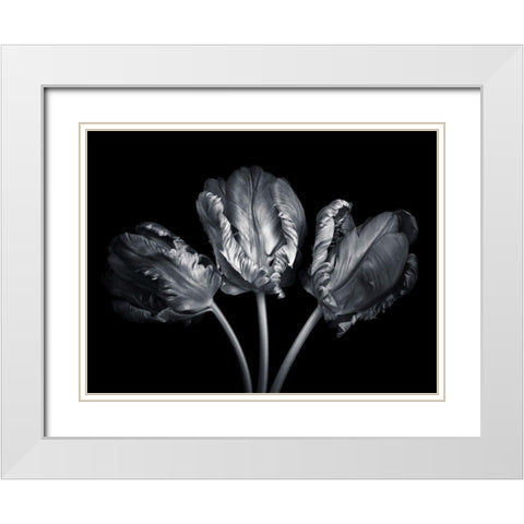 Rococo tulips White Modern Wood Framed Art Print with Double Matting by Frank, Assaf