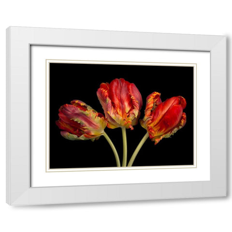 Rococo tulips White Modern Wood Framed Art Print with Double Matting by Frank, Assaf
