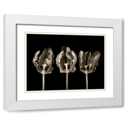 Rococo tulips White Modern Wood Framed Art Print with Double Matting by Frank, Assaf