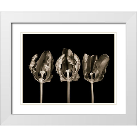 Rococo tulips White Modern Wood Framed Art Print with Double Matting by Frank, Assaf