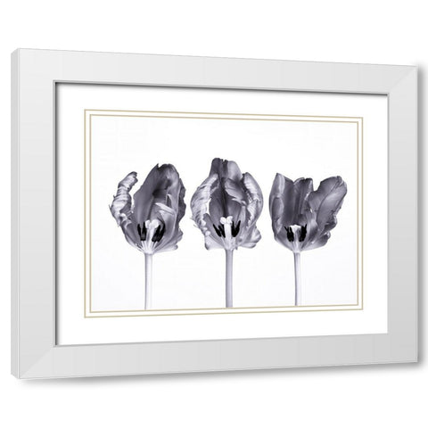 Rococo tulips White Modern Wood Framed Art Print with Double Matting by Frank, Assaf
