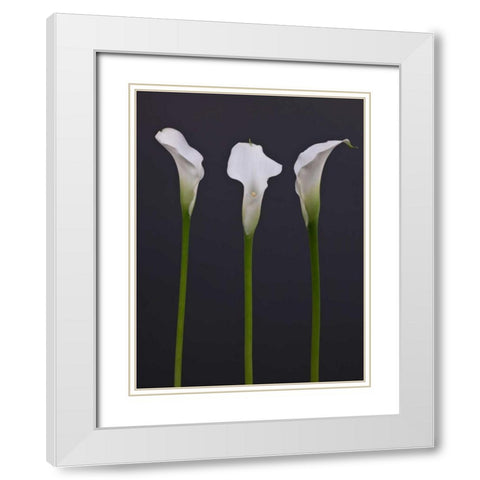 Three Calla Lily flowers White Modern Wood Framed Art Print with Double Matting by Frank, Assaf