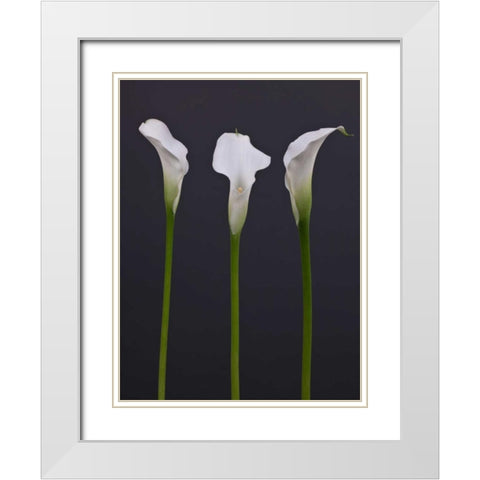 Three Calla Lily flowers White Modern Wood Framed Art Print with Double Matting by Frank, Assaf