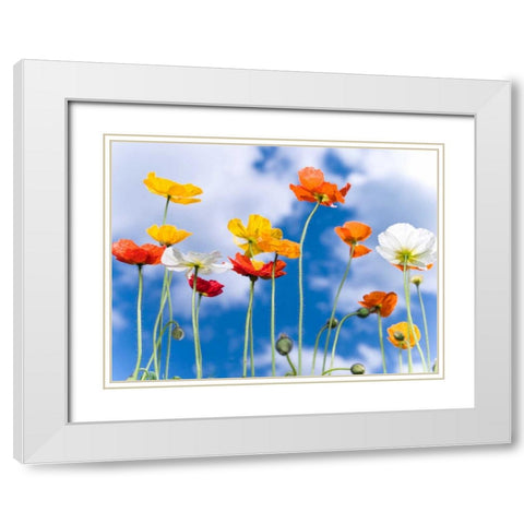 Poppies against blue skies White Modern Wood Framed Art Print with Double Matting by Frank, Assaf