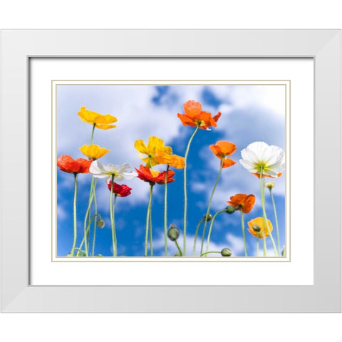 Poppies against blue skies White Modern Wood Framed Art Print with Double Matting by Frank, Assaf